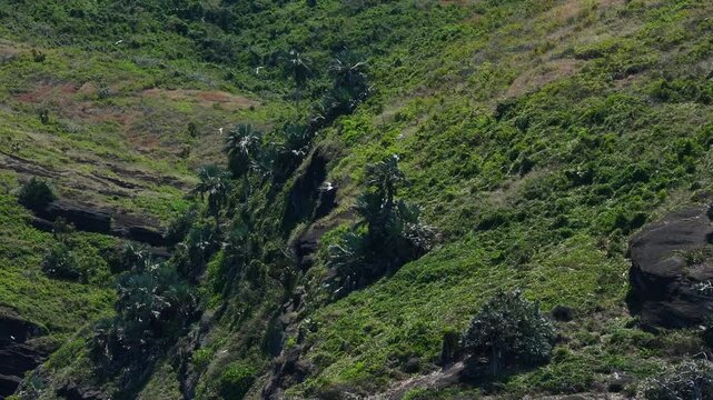 Wide shot of a white tailed tropicbird colony on Gunner Quoin Island off the coast of Mauritius.
