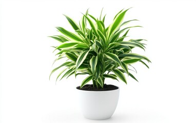 Fototapeta premium A professional photo of a potted Dracaena plant with white and green foliage, in a white pot, isolated on a solid white background