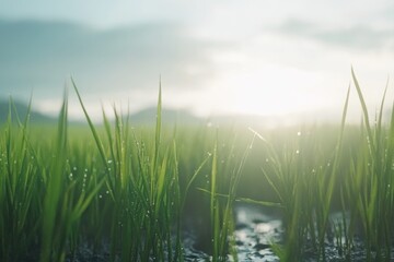 Obraz premium grass in the morning