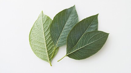 Obraz premium variety of green leaves on a light background