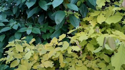 two color leaves, green leaves background