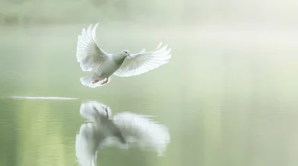 Papier peint photo  Serene White Bird Gliding Over Calm Water at Dawn  © pinporn manosri