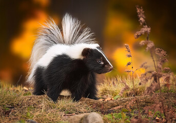 Fototapeta premium Shy skunk in natural habitat