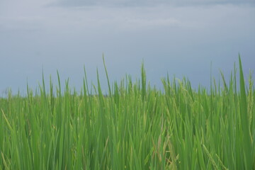 Green Rice Field