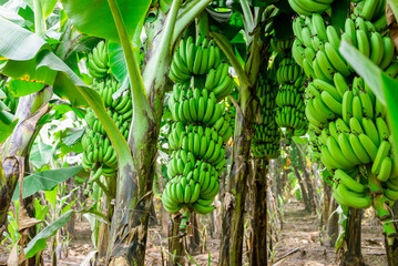 Fresh banana from organic Field. Tropical fresh green plantain banana in the fields. © Kiran