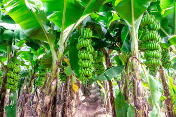 Fresh banana from organic Field. Tropical fresh green plantain banana in the fields. © Kiran