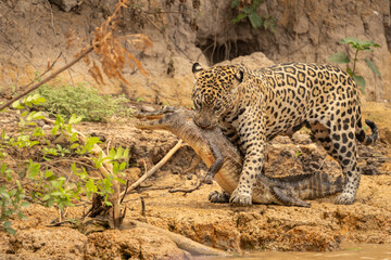 Jaguar dragging caiman just killed through river