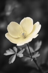 Obraz premium Yellow flower on stem