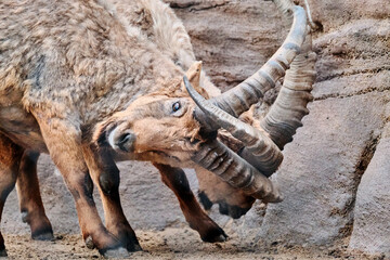 Male Ibex Locking Horns in a Dramatic Display of Strength and Dominance 9