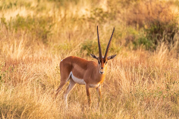 Naklejka premium Outdoor scene depicting a Dorcas Gazelle -Gazelle Dorcas- in the Samburu national reserve in northern Kenya
