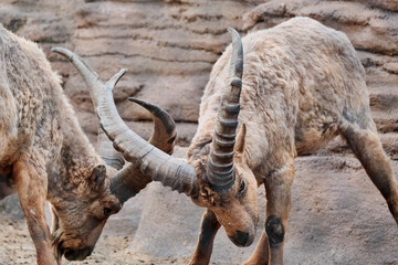 Male Ibex Locking Horns in a Dramatic Display of Strength and Dominance 4
