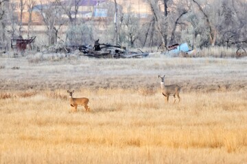 Two White-tailed Deer standing in field
