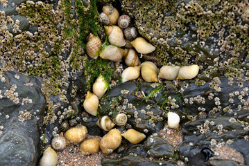 Dog whelks on rock covered in barnacles
