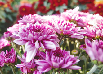 Close up of bouquet pink chrysanthemum flowers growing in the garden.