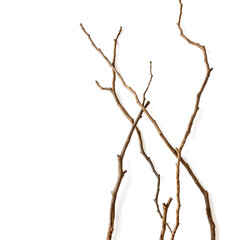 tree isolated on white