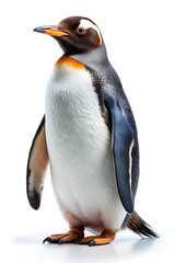 Obraz premium isolated penguin