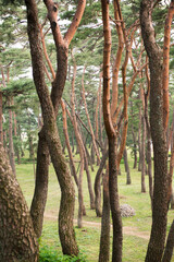 Fototapeta premium 아침에 보는 소나무 군락지.