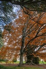 Fototapeta premium Tree in the middle of autumn high with large trunk with orange leaves. Vertical photograph