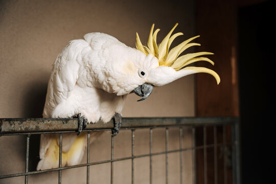 White cockatoo with yellow crest perched on a metal mesh screen.