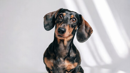 a curious Dachshund tilting its head slightly, its floppy ears and wide eyes expressing playful curiosity, against an isolated white background