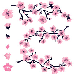 cherry blossom sakura