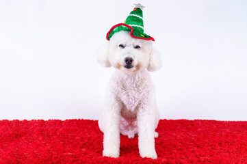 Adorable white Poodle dog wearing Christmas hat sitting on red cloth on white background for Christmas holiday festival.