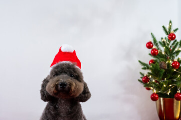 Adorable black Poodle dog wearing santa hat sitting with Christmas tree on white background for Christmas holiday festival.