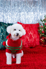 Adorable white Poodle dog wearing Chirstmas dress sitting on red cloth with Christmas pillows and tree for Christmas holiday festival.