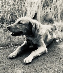 Golden retriever 