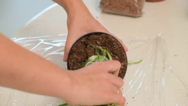 A woman takes a houseplant Epipremnum aureum N'Joy out of a pot to transplant the plant into another flower pot. Changing the soil of your potted plants by hand on the kitchen is a relaxing hobby.