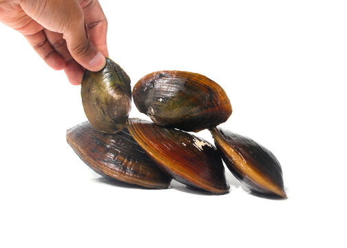 Hand holding Pilsbryoconcha exilis mussel isolated on a white background. This species of freshwater mussel, known as "kijing" in Indonesia, is commonly found in lakes and other freshwater habitats