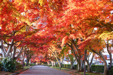 那須塩原市　大山参道もみじ並木の紅葉