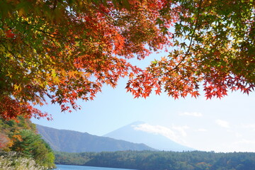 The autumn leaves during this season are beautiful.