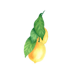 Watercolor branch with lemons. Ready-made image for printing on postcards, textiles and packaging.