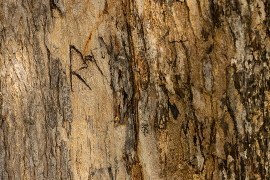The letter R or the Nordic rune Raido is carved into the trunk of a tree.