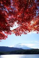 The autumn leaves during this season are beautiful.