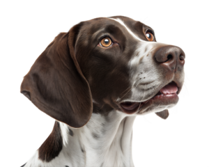 German Shorthaired Pointer portrait isolated on white background. Kurzhaar dog headshot on white