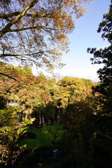 Fototapeta premium The autumn leaves during this season are beautiful.