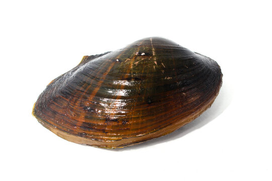 Pilsbryoconcha exilis mussel isolated on a white background. Also known as "kijing" in Indonesia, is commonly found in lakes and other freshwater habitats and is occasionally used as a food source
