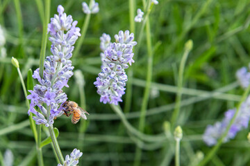 Bees in lavender