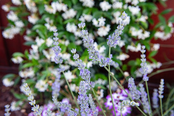 Obraz premium Bees in lavender