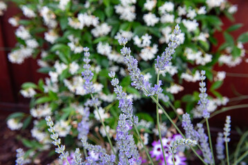 Obraz premium Lavender backdrop of jasmine