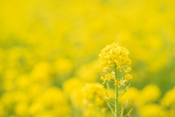 Obraz premium 黄色い背景に１本の菜の花