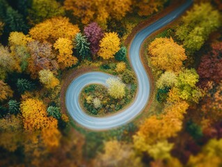  A winding road curves through the forest land. 