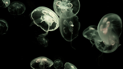 The moon jellyfish (Aurelia aurita).