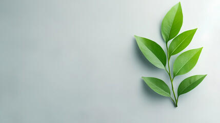 Obraz premium Young Plant Evolution on Light Background