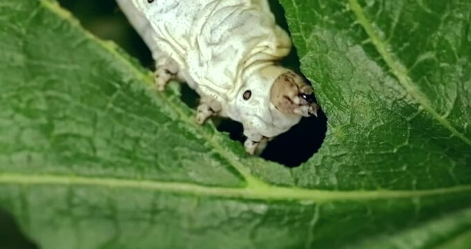 Silkworm eagerly devour green leaves, particularly mulberry leaves