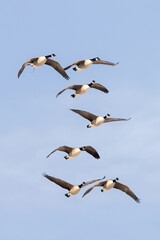 Fototapeta premium Canada Goose