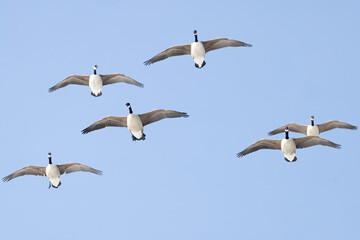 Obraz premium Canada Goose