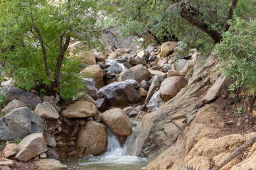 stream in the forest